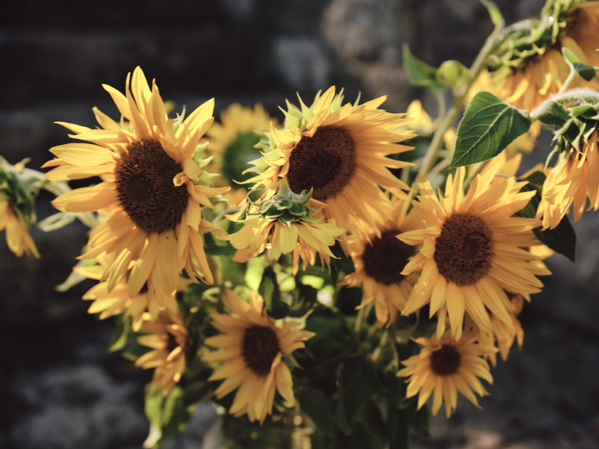 zonnebloemen